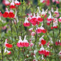 Salvia 'Hot Lips