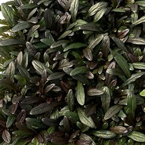 Ajuga Noble Nightingale