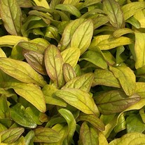 Ajuga Petite Parakeet