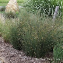 Juncus 'Blue Arrows' Blue Arrows Rush