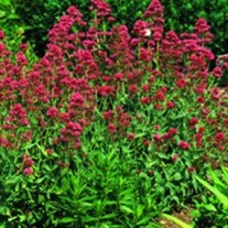 Ruber Jupiter's Beard, Red Valerian