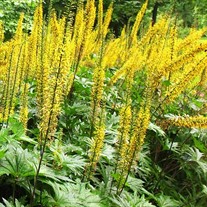 Ligularia przewalskii