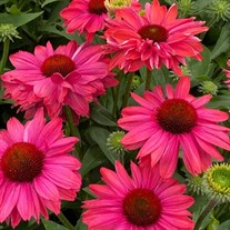 Echinacea 'Sunseekers Watermelon'