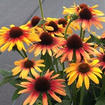 ECHINACEA SUNSEEKERS TEQUILA SUNRISE® PPAF
