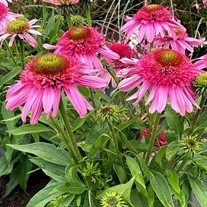 Echinacea SUNDIAL™ ‘Pink’