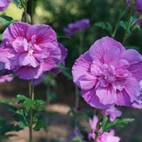 Dark Lavender Chiffon Hibiscus syriacus