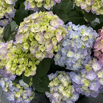 LET’S DANCE SKY VIEW® Proven Winners ColorChoice Flowering Shrubs Hydrangea - Reblooming