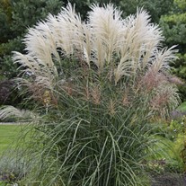 Miscanthus 'Encore' PP29070
