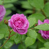 RISE UP LILAC DAYS Climbing Rose