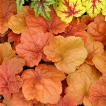 'Southern Comfort' ppaf