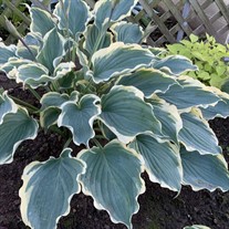 Hosta 'Hope Springs Eternal'