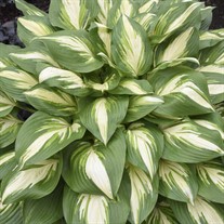 Hosta 'Miss America' 