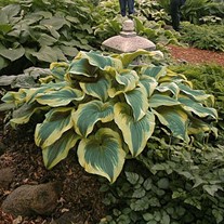 Hosta 'Montana Aureomarginata'