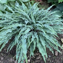 Hosta 'Silly String' 