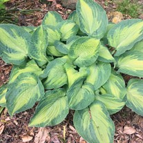 Hosta 'Sister Act' 