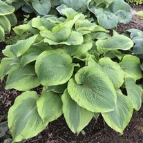 Hosta 'Twin Cities'