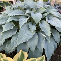 Hosta 'Wind beneath My Wings' 
