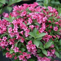 SNIPPET® Dark Pink - Reblooming Weigela