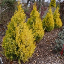 FLUFFY® Arborvitae - Western  Thuja plicata 