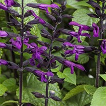 Rockin'® Deep Purple Salvia hybrid