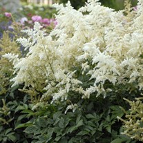 Astilbe 'Deutschland'