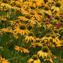 Echinacea Artisan™ Yellow Ombre