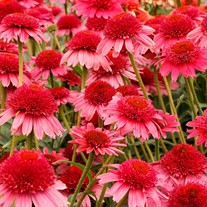 Echinacea CARA MIA™ ‘Carmine’