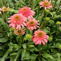 Echinacea CARA MIA™ ‘Seashell’