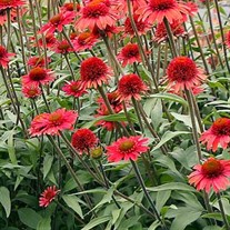 Echinacea CARA MIA™ ‘Spicy’
