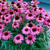 Echinacea PRIMA™ ‘Berry’