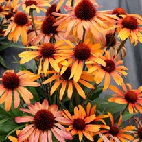 Echinacea PRIMA™ ‘Tiger’