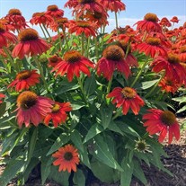Artisan Red Ombre Echinacea