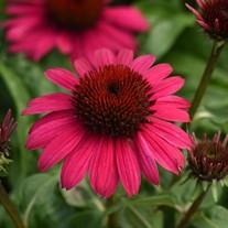 Poco™ Hot Pink Echinacea Sombrero