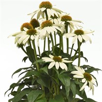 Poco™ White Echinacea Sombrero 