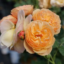 Flavorette Honey-Apricot Rose Rosa x