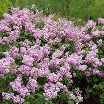 BLOOMERANG® PURPINK™ Proven Winners ColorChoice Flowering Shrubs Reblooming Lilac