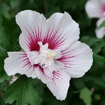 STARBLAST CHIFFON™ Rose of Sharon