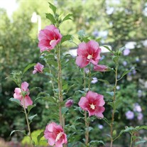 RED PILLAR™ Rose of Sharon