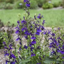 Lobelia STARSHIP Blue 