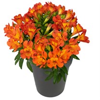 Inca Holland® Peruvian Lily Alstroemeria hybrid