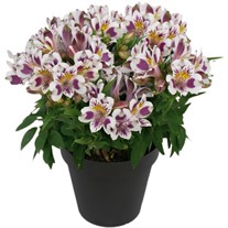 Inca Magic Peruvian Lily Alstroemeria hybrid