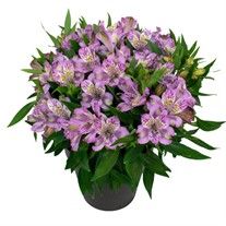 Inca Ocean® Peruvian Lily Alstroemeria hybrid