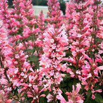 Agastache ‘Pink Pearl’
