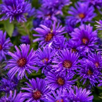 Aster 'Grape Crush' New England Aster