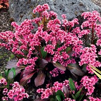 Bergenia ‘Pink Dragonfly’ Pig squeak