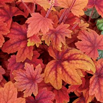 'Sweet Tea' Foamy Bells