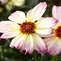 Coreopsis NOVA™ ‘Jewel