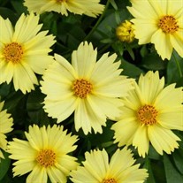 Coreopsis SOLANNA™ GLOW Tickseed