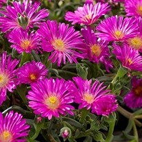 Delosperma Ocean Sunset™ Violet