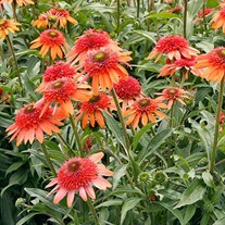 Echinacea CARA MIA™ ‘Coral’